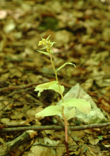 epipactis albina